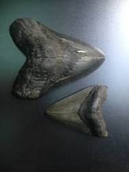 My Megalodon Teeth