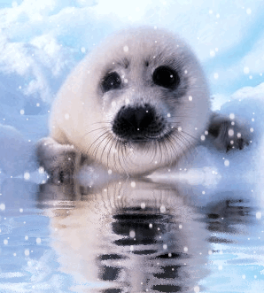Harp Seal Animation By Fantaglitter On Deviantart Harp Seal Animation By Fantaglitter On Deviantart