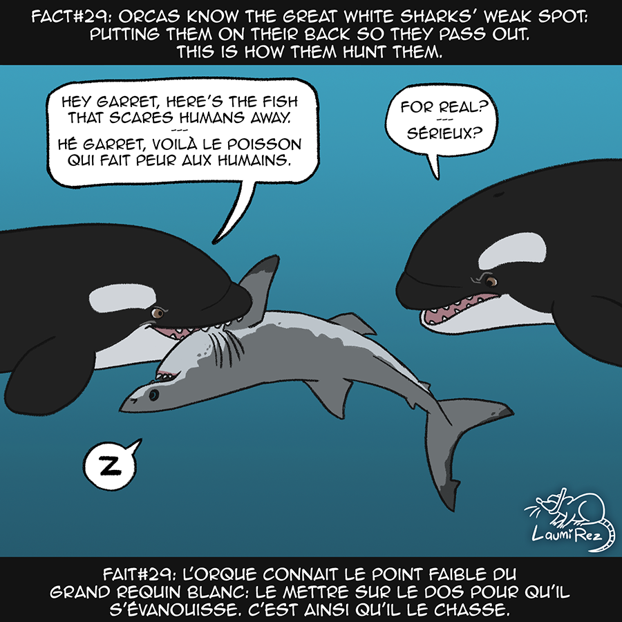 Fact#29: Orca by LaumiRezArt on DeviantArt