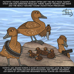 Fact #70: Eider by LaumiRezArt