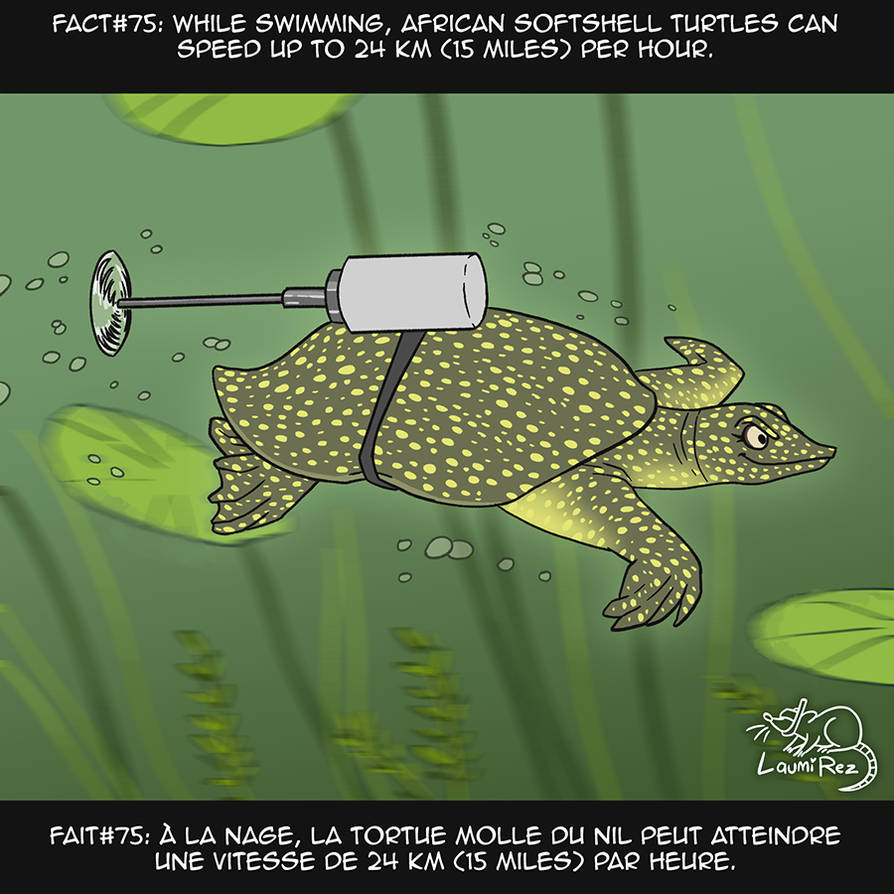 Deviantart Softshell Turtle 75 African Softshell Turtle by LaumiRezArt on DeviantArt