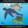 Fact #95: Leatherback sea turtle