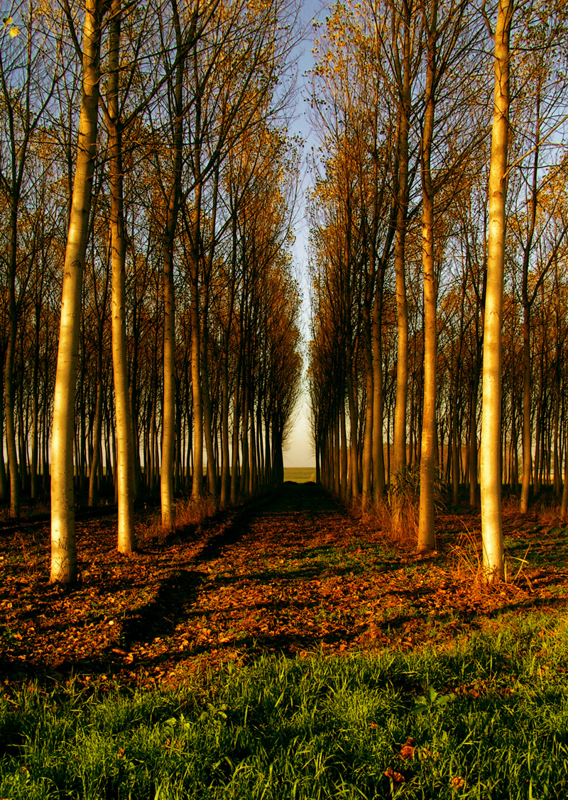 Autumn symmetry