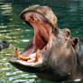 Hippo