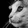 Through the eyes of a cat BW