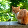 Orange cat