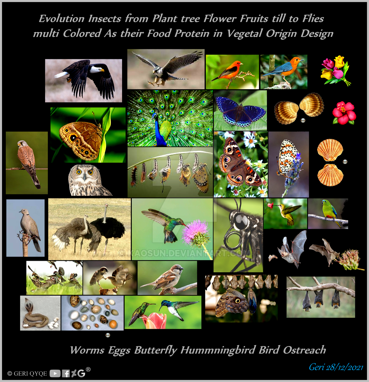 Bird Evolution Deviantart Evolution Flying2 by Kaosun on DeviantArt