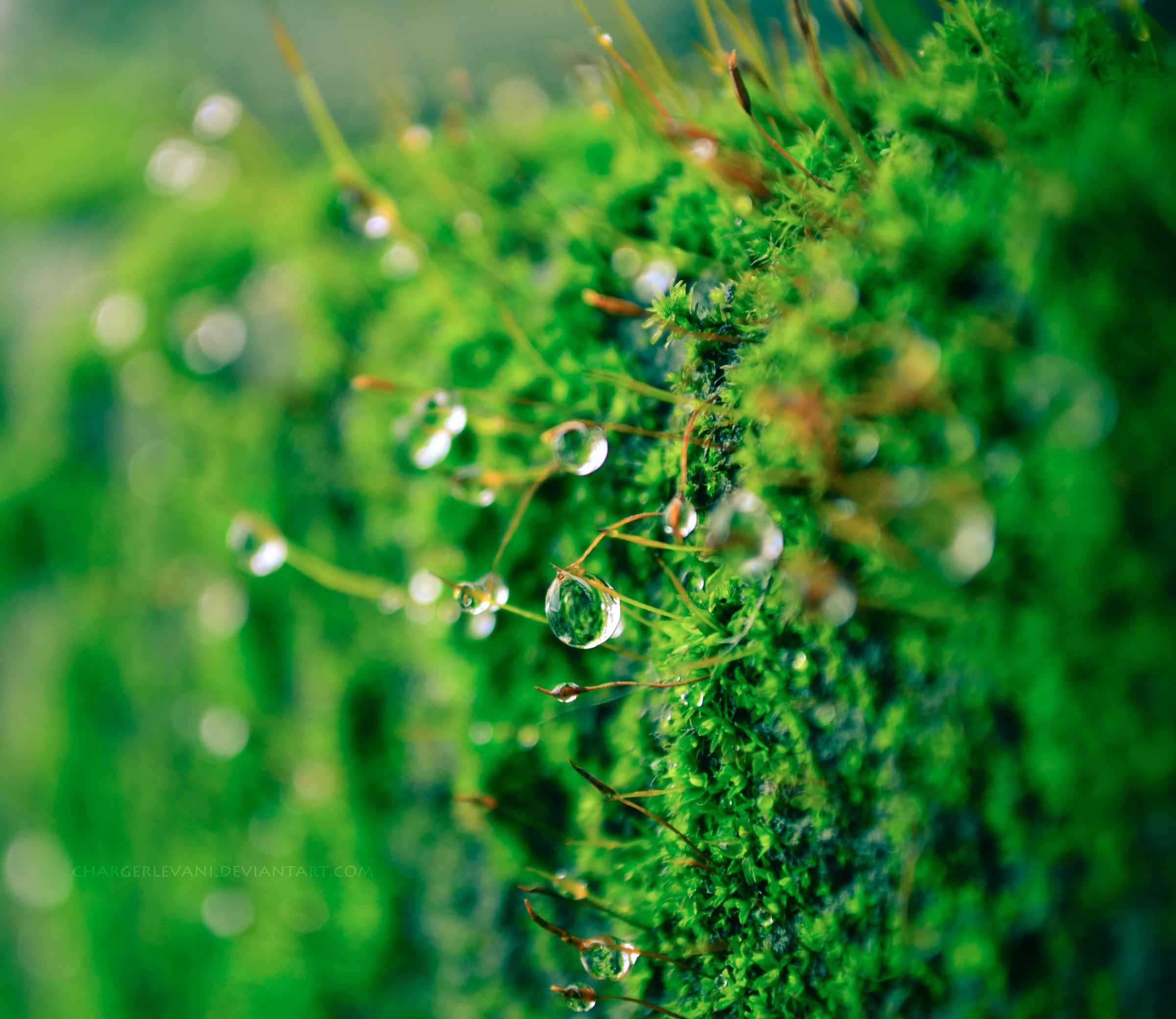 Moss
