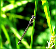 dragonfly