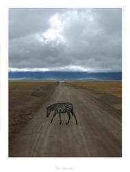 Zebra Crossing 001