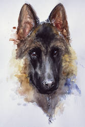 Shep watercolor