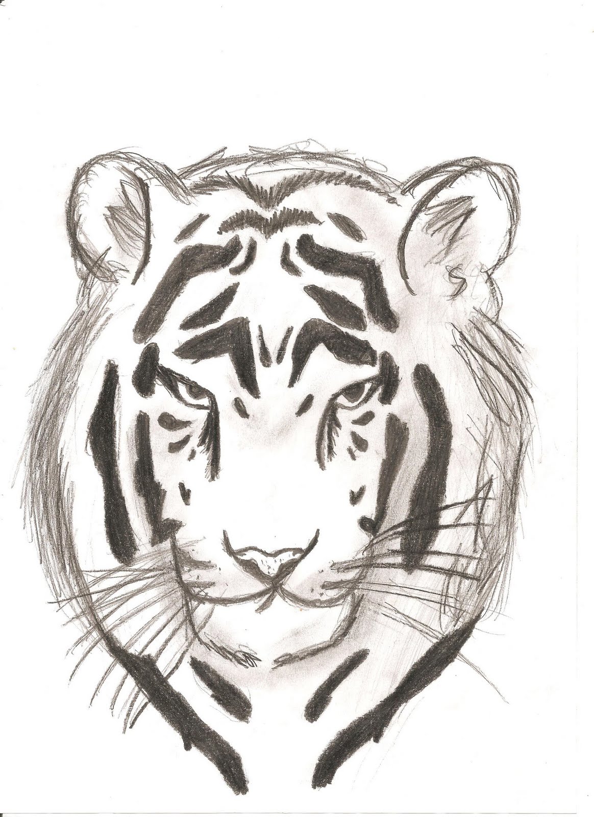 Tiger Sketch