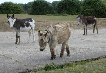 UK Hampshire - New Forest Ponies