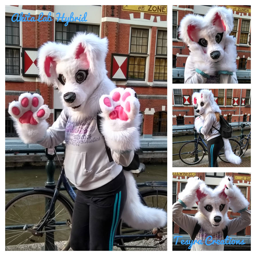 Icecat Deviantart Akita Lab Hybrid by Icecats on DeviantArt