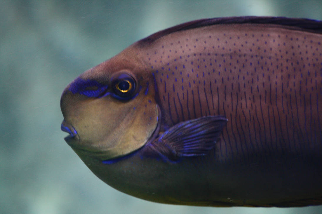 violet fish by sopranorca on DeviantArt