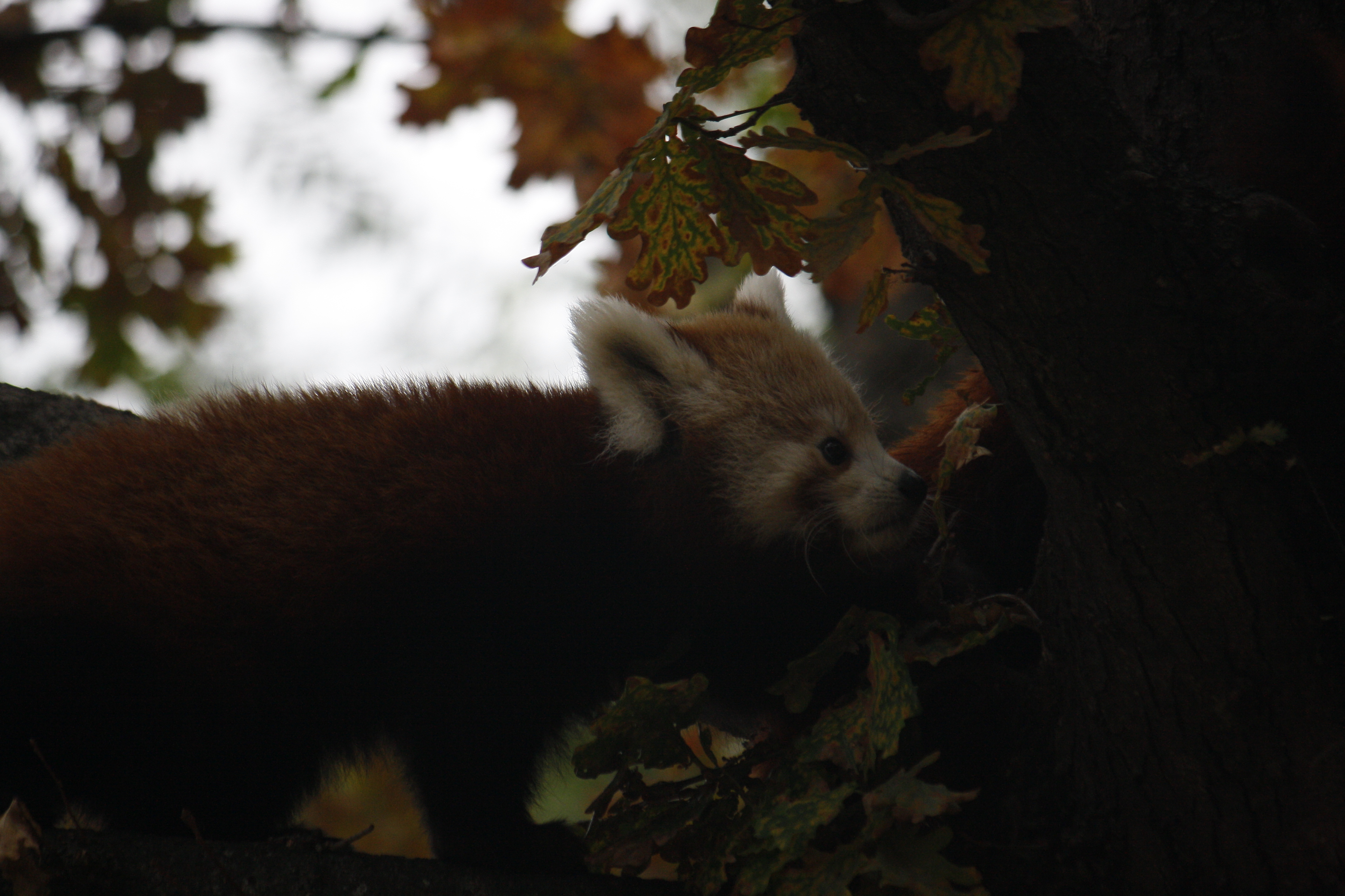 red panda