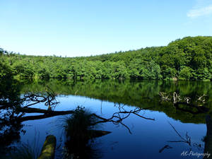 Reflection