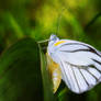 Striped Albatross (Appias libythea olferna) - Male