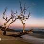 Beach Tree | Pali