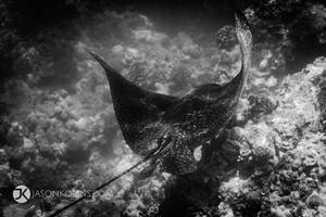 Eagle Ray Fly Away | Wailea