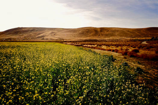 Eastern Washington Tundra