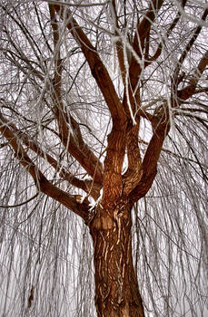 Winter Willow