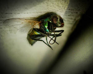 HDR fly