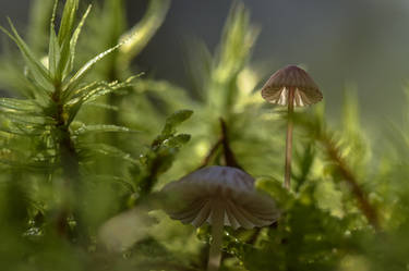 Mushrooms