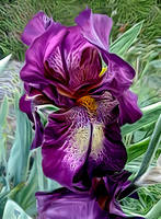 Iris in our Garden