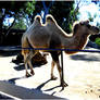 Camel