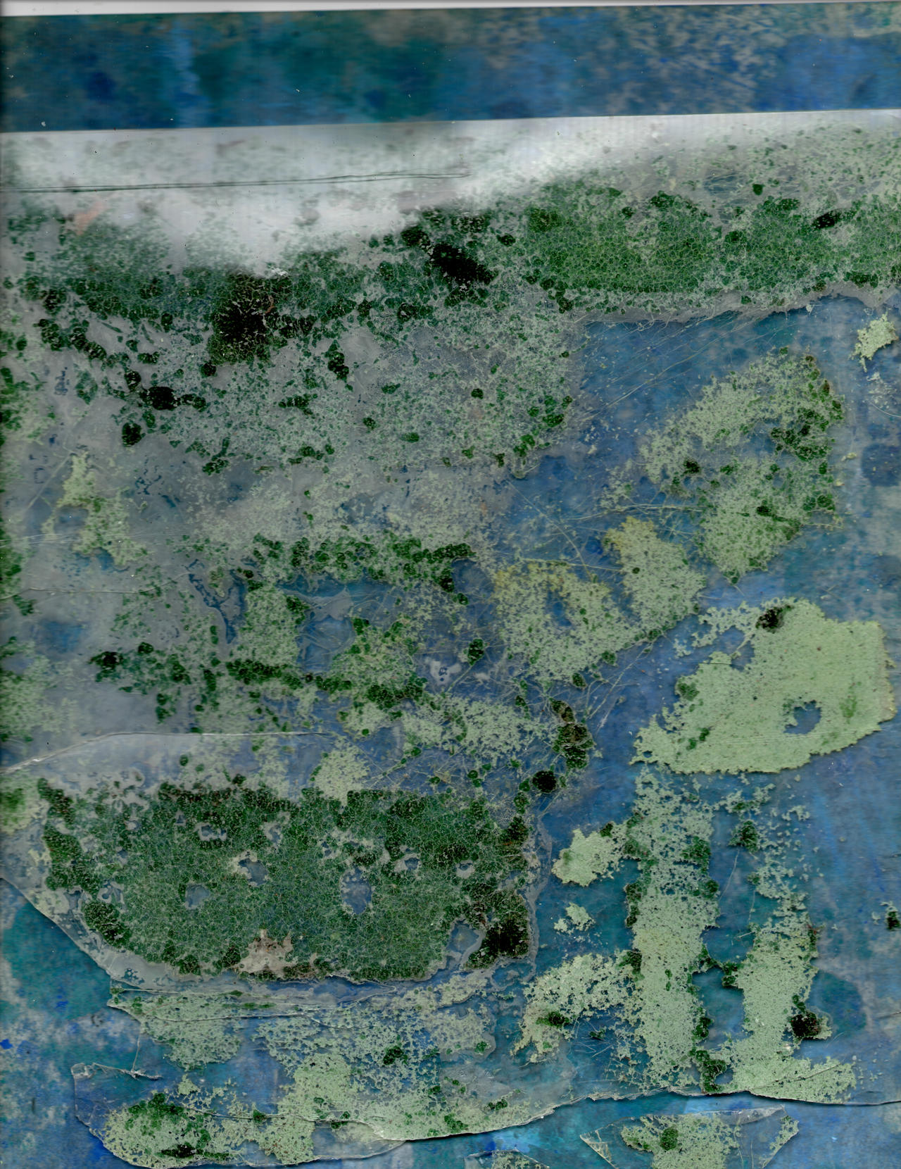 Swamp Texture