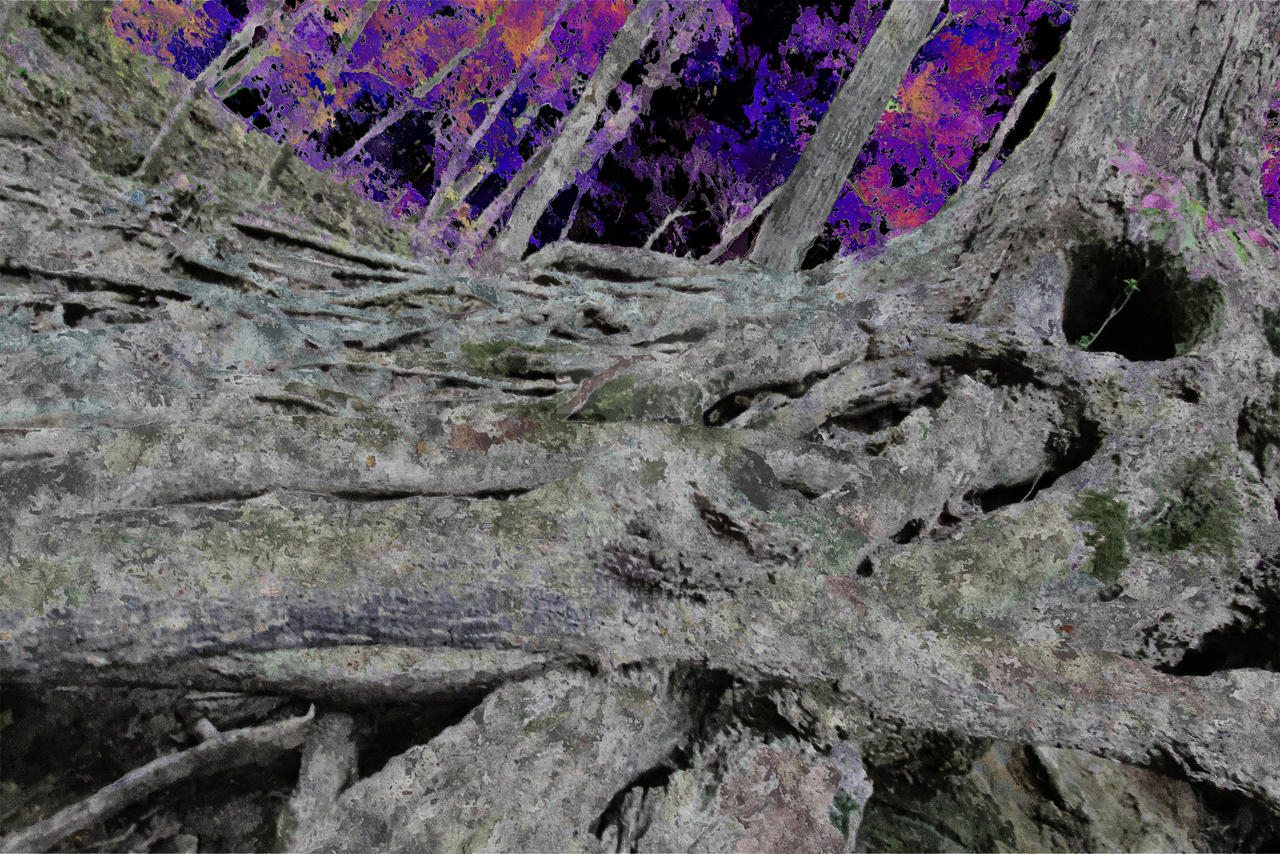 Dark Color Palette Tree and Roots by Craftyseasnake on DeviantArt
