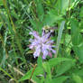 Bee with Purple Flower