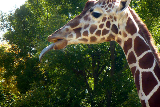 Taunting giraffe