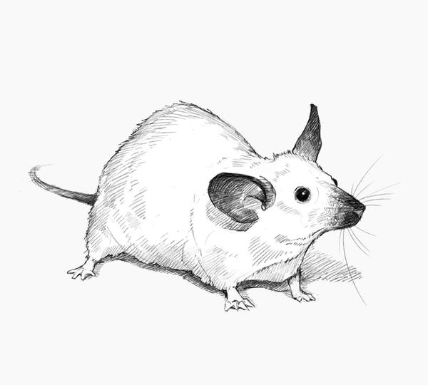 Rat Deviantart Rat by EDC9AF on DeviantArt