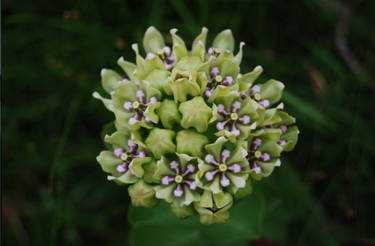 Milkweed