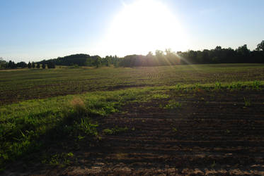 A View Of The Garden