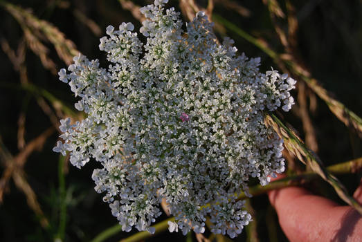 Queen Anne's Lace No. 2