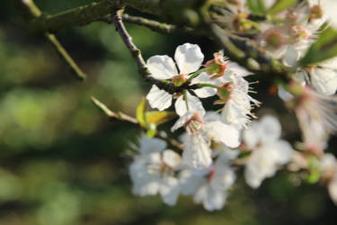 CHERRY BLOSSOMS STOCK 008