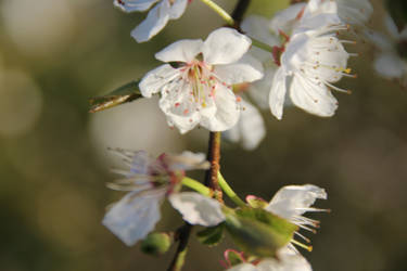 CHERRY BLOSSOMS STOCK 009