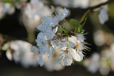 CHERRY BLOSSOMS STOCK 010