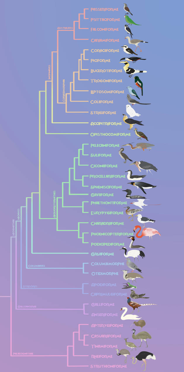 Birds phylogeny (updated) by Rainbowleo