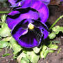 Dark Purple Pansy