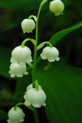 Lily of the Valley