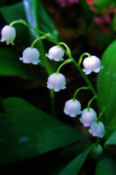 Lily of the Valley II