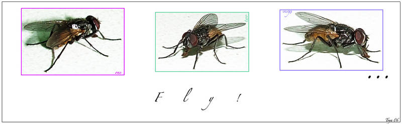 :Fly: