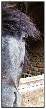 :Horse Portrait: