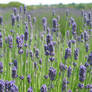 Lavender fields forever