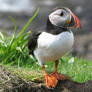 Puffin