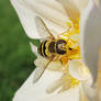 Hoverfly on a flower